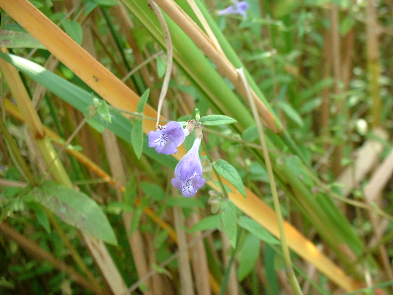 Scutellaria galericulata